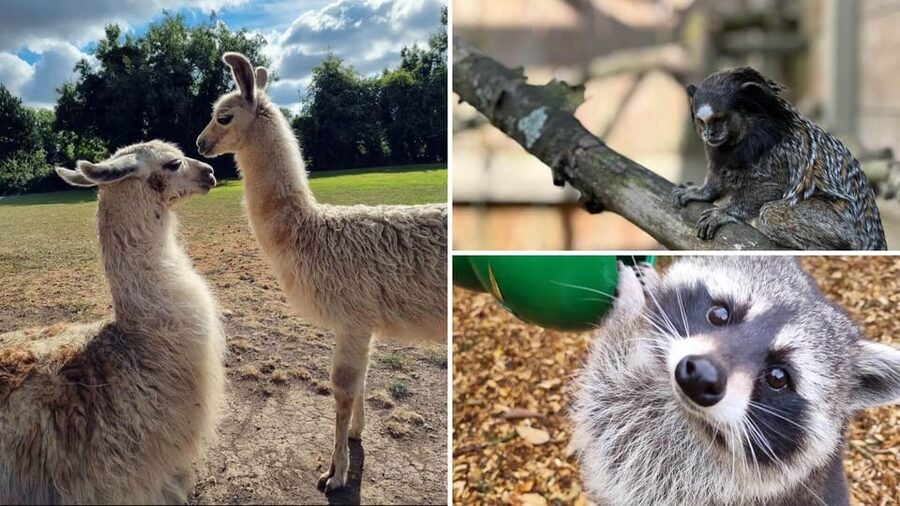 Kildare: Clonfert Farm General Admission Ticket - Education Centre games and videos, for when kids want something more than chasing