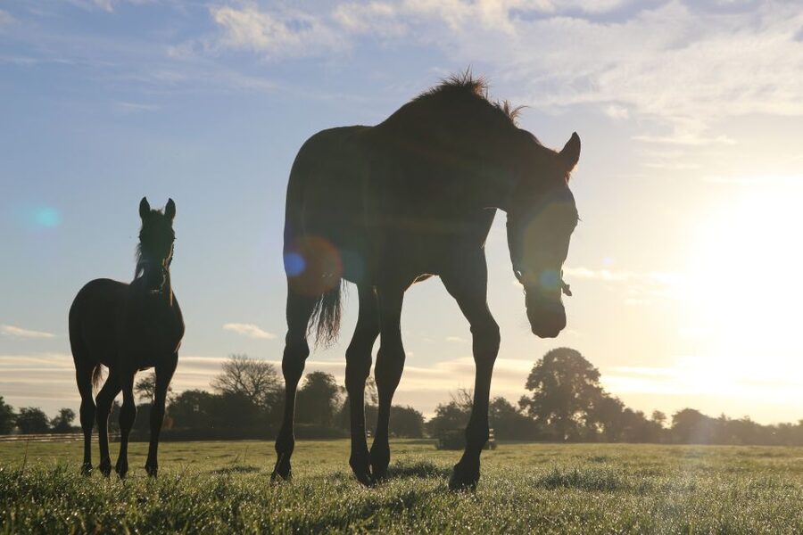 Kildare: Irish National Stud & Gardens - Key Highlights You Should Care About
