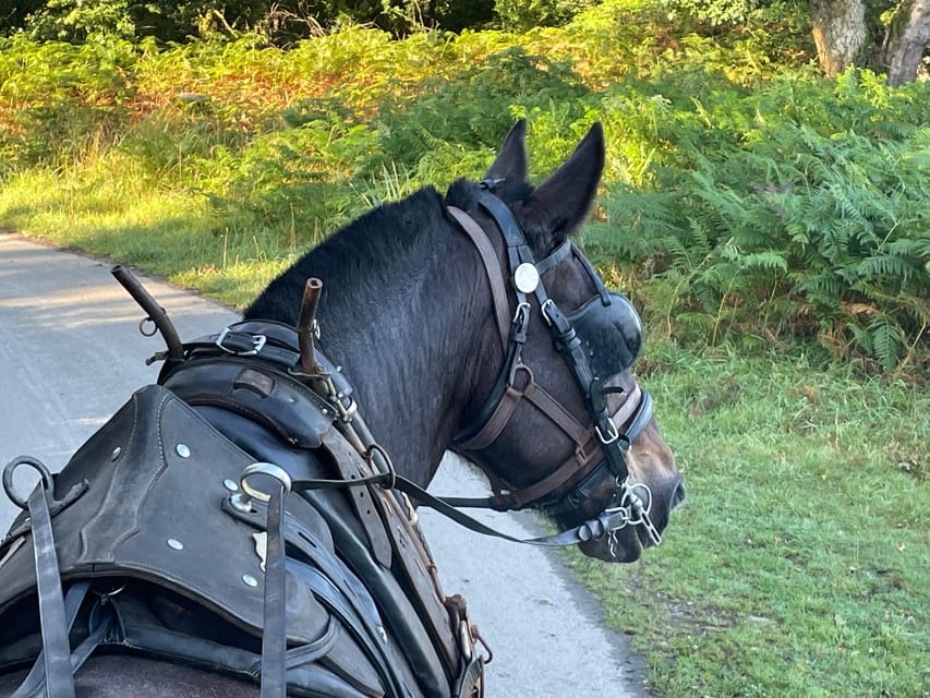 Killarney Carriage Tours National Park and Lakes - Key points before you ride
