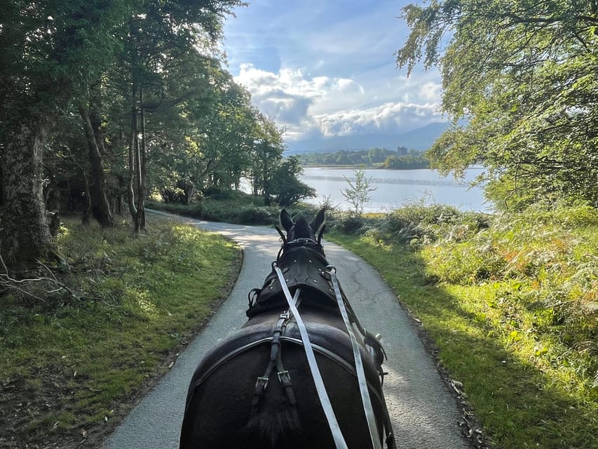 Killarney Carriage Tours National Park and Lakes - A one-hour jaunting car built for Killarney’s best views