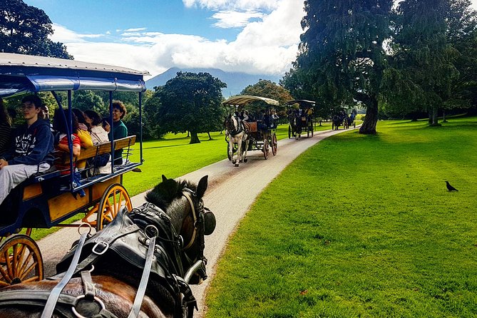 Killarney Jaunting Car & Lily of Killarney Watercoach Tour - Seeing Killarney’s red deer in their habitat