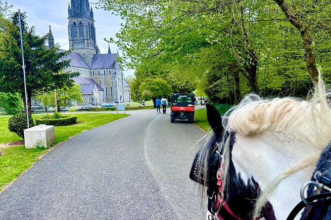Killarney Jaunting Car Tour - Wildlife-spotting tips so you do not just look at green