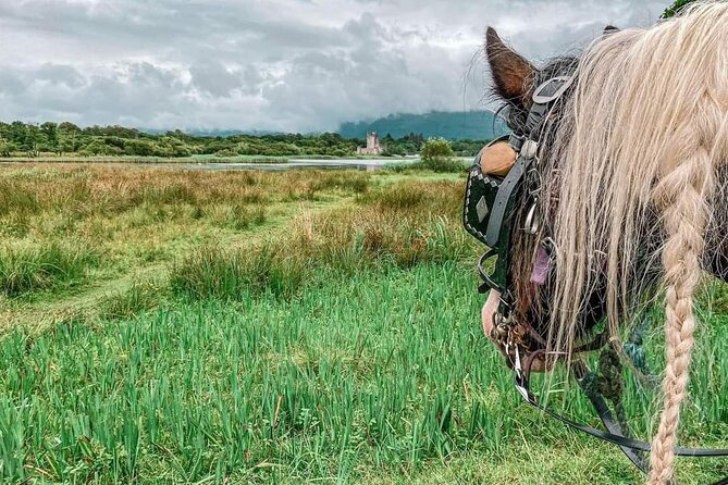 Killarney Jaunting Car Tour - Price and value for a 1-hour private tour