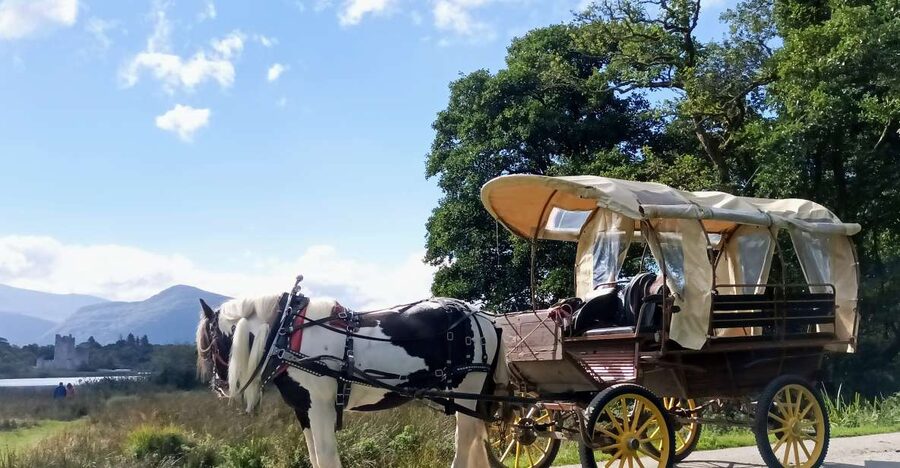 Killarney: Killarney National Park Private Tour - Getting Oriented: St. Mary’s Cathedral to Deenagh Lodge