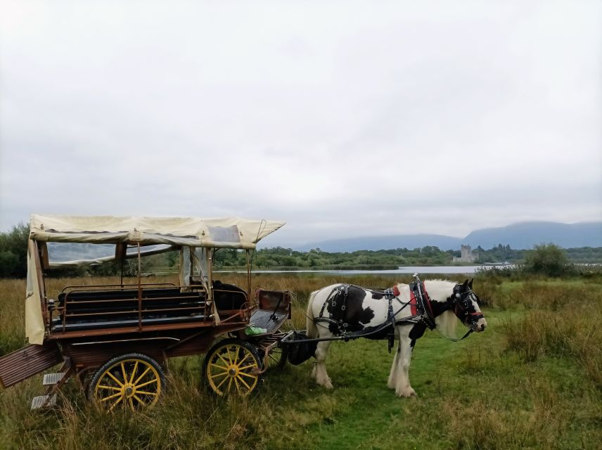 Killarney: Killarney National Park Private Tour - Ross Castle and Lough Leane: Views Worth the Pause