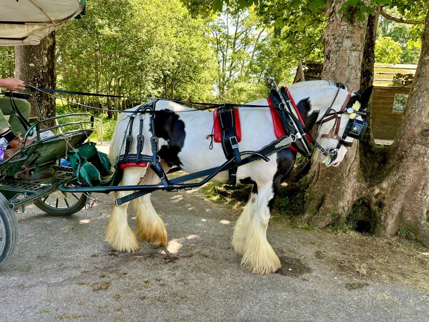 Killarney: Killarney National Park Private Tour - The Jaunting Car Pace: How the Ride Really Feels