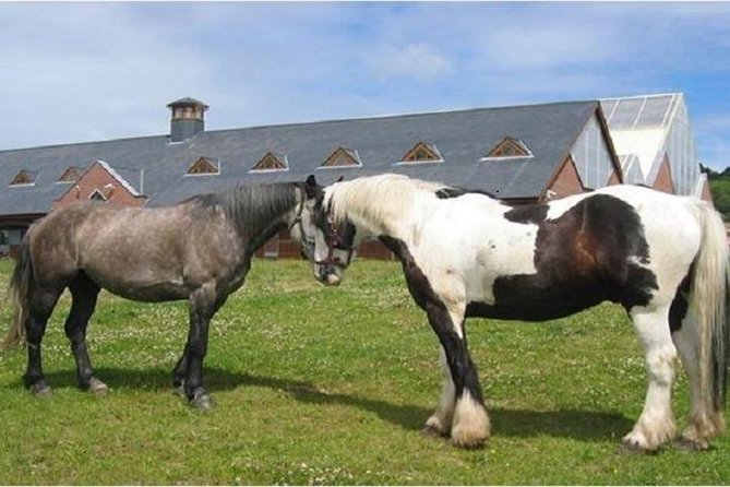 Killarney National Park Horseback Ride. Co Kerry. Guided. 1 hour. - Key Highlights Worth Booking For