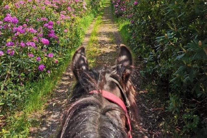 Killarney National Park Horseback Ride. Co Kerry. Guided. 2 hours. - How the guides keep beginners comfortable (and experienced riders engaged)