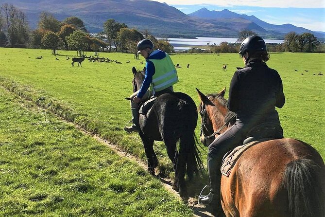 Killarney National Park Horseback Ride. Co Kerry. Guided. 3 hours. - Guides Matter Here: The Stable Team Energy