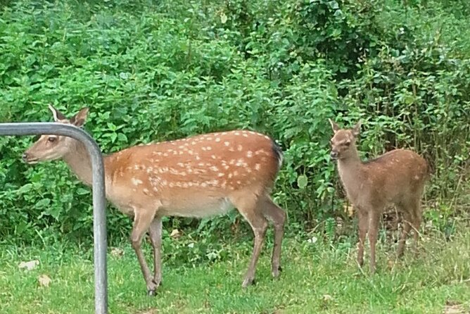 Killarney National Park Tour - Price and timing: what $60.46 buys you in about an hour