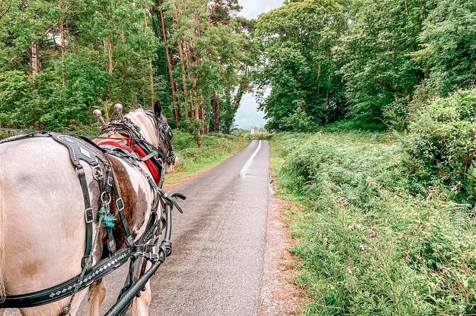 Killarney National Park Tour - Guides and horses: why the ride feels special when it stays personal