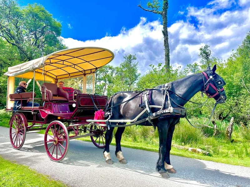 Killarney National Park Tour - Should you book this Killarney National Park carriage ride?