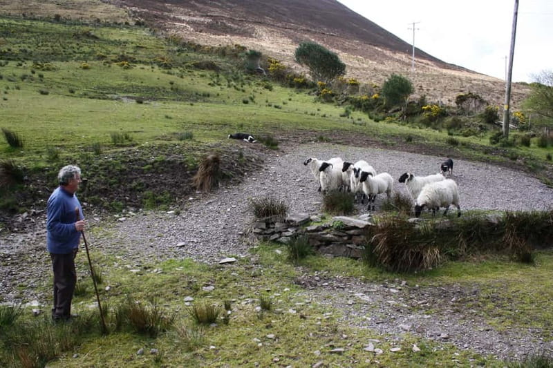 Killarney: Ring of Kerry Bus Tour - Budgeting the Real Cost, $51 plus Extra Admissions