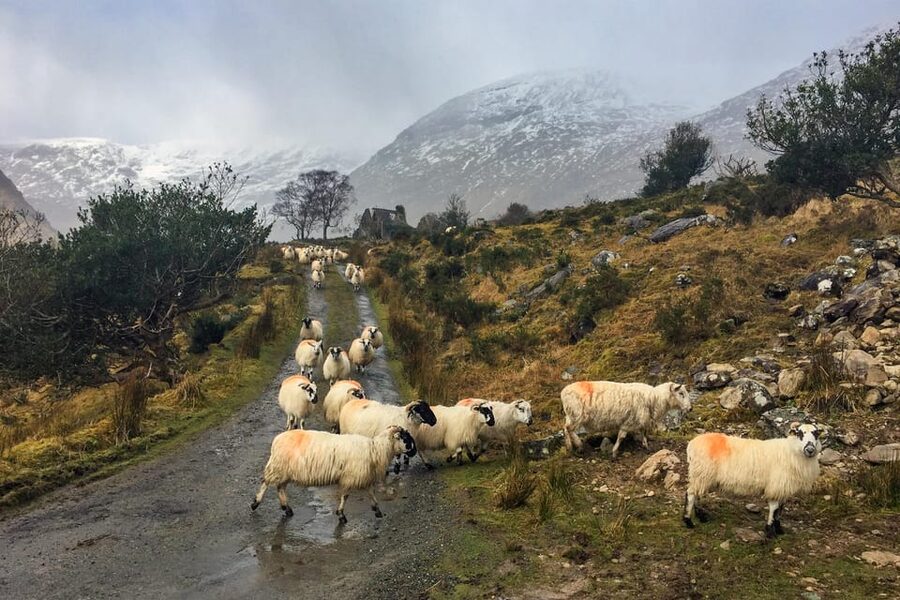 Killarney: The Ring of the Reeks - Backroads Rural Tour - Practical details that protect your day (and your photos)
