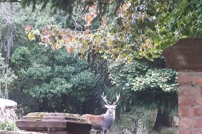 Killarney Valley & National Park - Private Tour - Price and Ticket Reality: What You’re Paying For