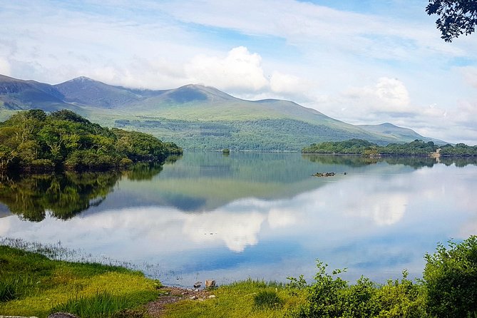 Lakes of Killarney Cruise - Wildlife Chances: Red Deer and White-Tailed Eagles