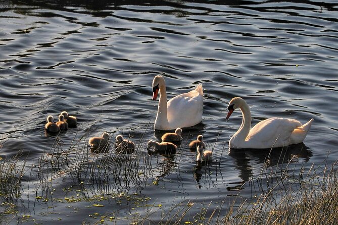 Lough Corrib History and Scenic Lake Cruise from Lisloughrey Pier Tour - Who this cruise is best for (and who it may not fit)