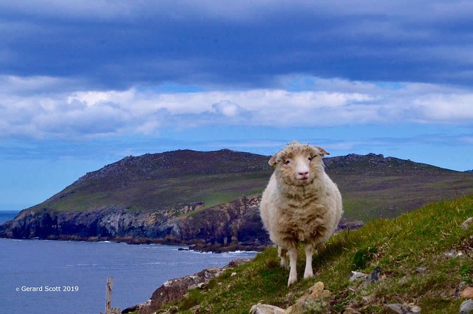 Luxury 'Luck of the Irish' Tour - 4 Day Tour - Day 2 on the Dingle Peninsula: time for cliffs, music, and Dingle Town