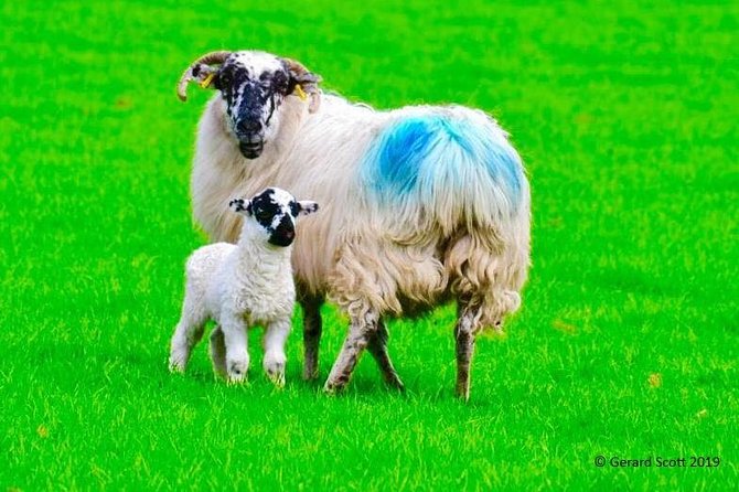 Luxury Photography Day Tour on Ring of Kerry and Skellig Ring - Fully Guided and Chauffeured - Key things I would focus on before booking