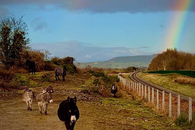 Luxury Photography Day Tour on Ring of Kerry and Skellig Ring - Fully Guided and Chauffeured - How a photography-focused guide helps you get better shots