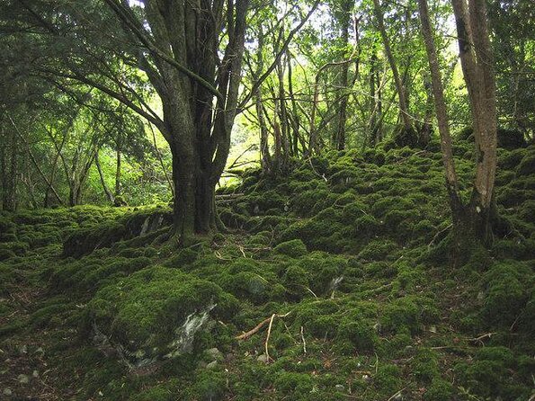 Off the beaten Path Private Tour of Ring of Kerry - Key highlights worth planning around
