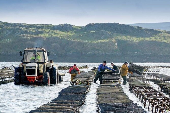 Oyster Farm and Tasting Experience - A Working Oyster Farm in Clifden, Right by Connemara Views