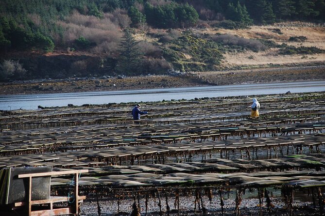 Oyster Farm and Tasting Experience - Seed to Plate, What You Learn While the Team Works
