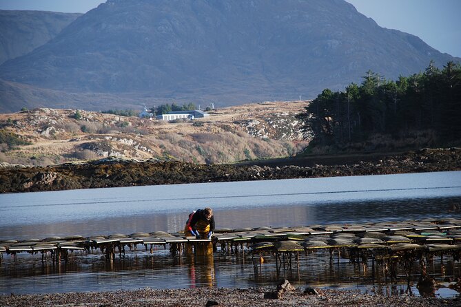 Oyster Farm and Tasting Experience - The Bay Work: Grading, Packing, and Turning Bags