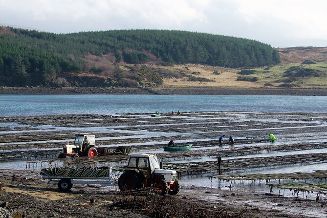 Oyster Farm and Tasting Experience - Value for $54.06: What You Get, Who It Suits