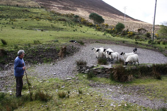 Private Award Winning Tours with Top Rated Local Driver Guides - Stop 3: Kerry Bog Village Museum as an optional step back in time
