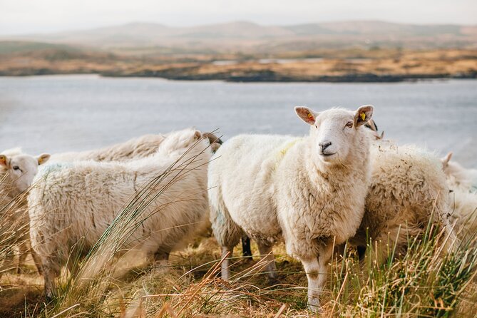 Private Connemara Day Tour - What makes this Connemara day tour feel private (in a good way)