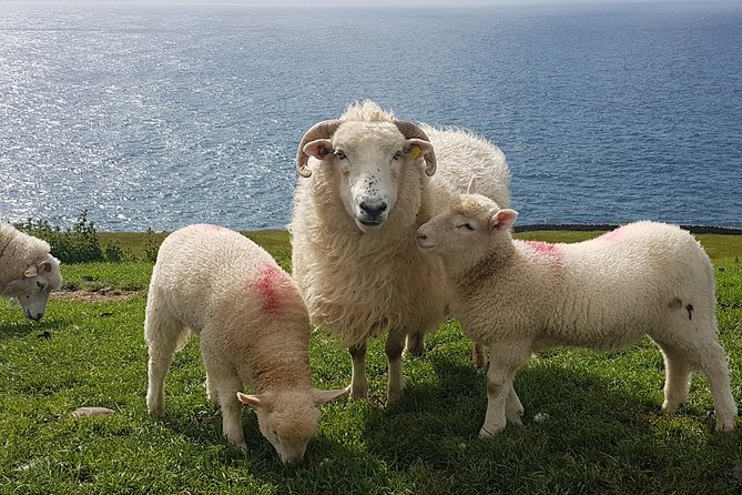 Private Dingle Peninsula Full-Day Tour - Connor Pass: The Scenic Mountain Pass Start That Sets the Tone