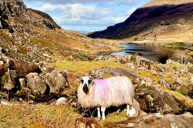 Private Full Day Tour From Killarney - Ring of Kerry/Skellig - Value for the money: $841.11 per group, up to 6
