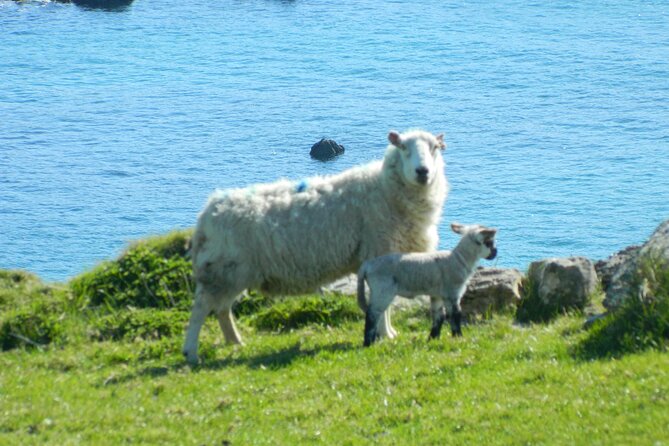 Private Full-Day Tour to Dingle and Slea Head - Slea Head Drive, Blasket Islands, and the far-west feeling