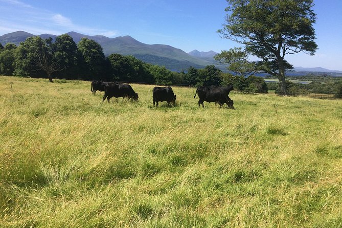 Private Killarney National Park Tour with an accredited chauffeur/guide - Ross Castle and Aghadoe Heights: Two Ways to Get Big Lake Views