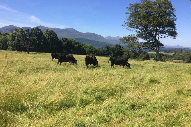 Private Killarney Tour - Killarney House gardens: the calm, guided hour