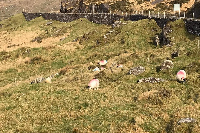 Private Ring of Kerry luxury tour with accredited guide - Stop 2: Kerry Cliffs Optional Walk (and the Small Fee)