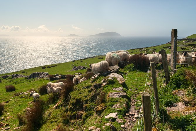 Private Tour: Dingle Peninsula from Dingle - The Blasket Centre: where the views get context