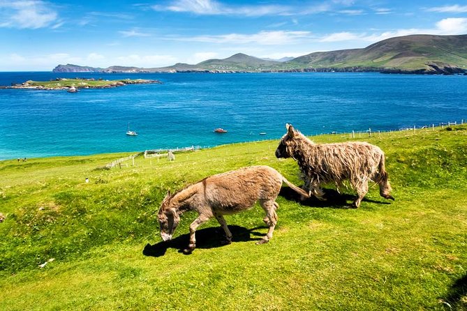 Private tour of Dingle and Slea Head with accredited guide - Inch Beach: photos and a reset break