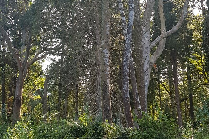 Private Tour: Ring of Beara from Kenmare. - Stop 4: Derreen Gardens and the rhododendron-centered walk