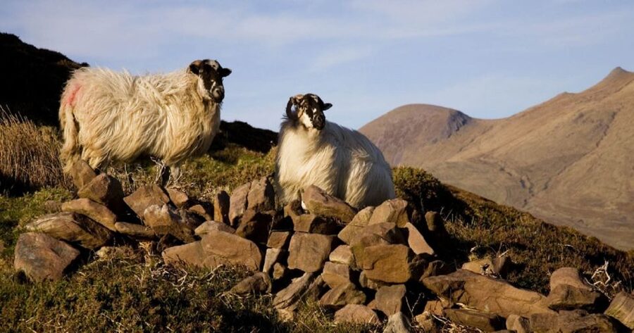 Ring of Kerry Full-Day Tour from Limerick - Sneem: the colorful village stop that keeps the day human