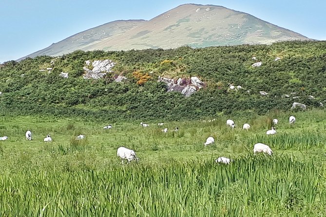 Ring of Kerry & Skellig Ring - Private Tour - Why the guide matters, from Mary to Tony O’Brien to William