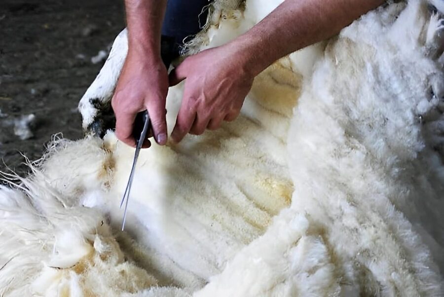 Sheepdog herding demo on working sheep farm. Galway. Guided. - Key things I’d plan around before you go