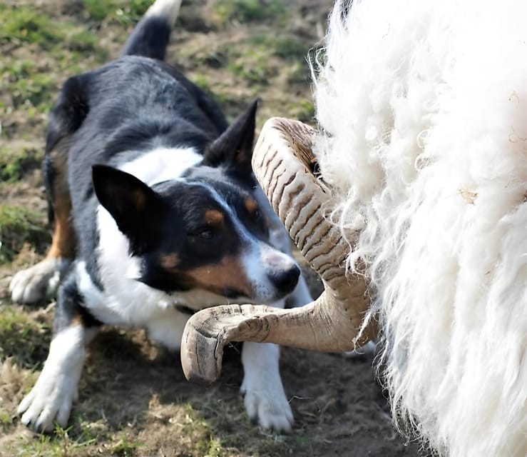 Sheepdog herding demo on working sheep farm. Galway. Guided. - Should you book the sheepdog herding farm tour near Leenane?