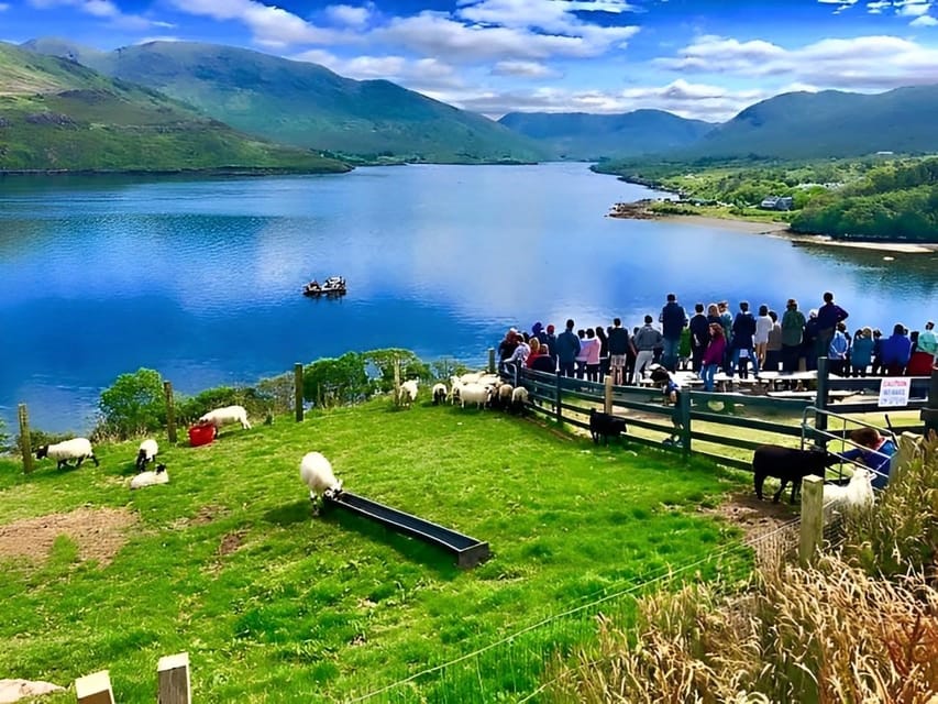 Sheepdog herding demo on working sheep farm. Galway. Guided. - Meeting the farmer and watching sheepdog herding with Rex