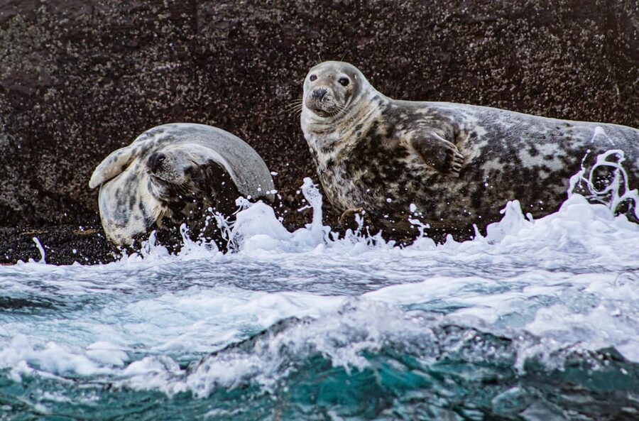 Skellig Michael: Skellig Sightseeing Cruise with AquaTerra - What to Bring, What Not to Bring, and How to Stay Comfortable
