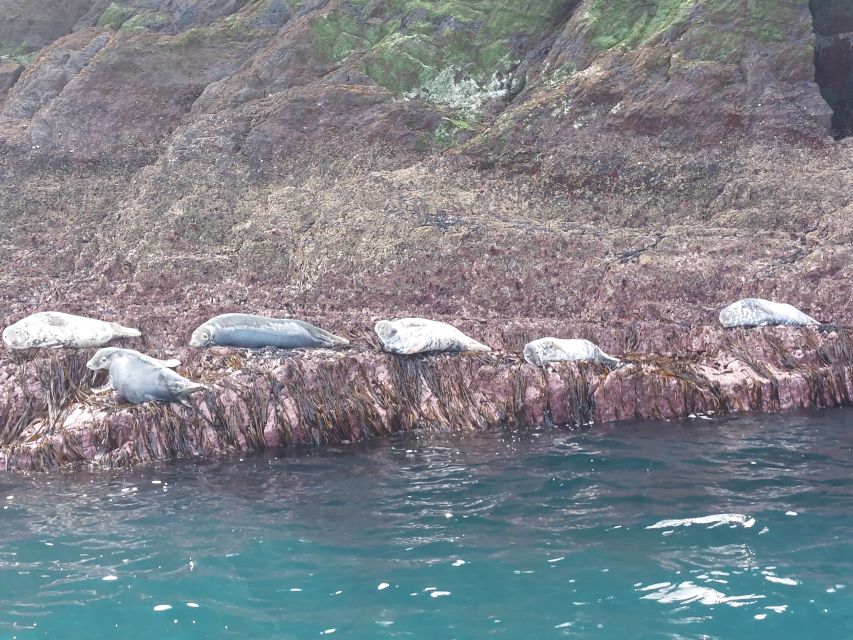Skellig Michael: Skellig Sightseeing Cruise with AquaTerra - Great Skellig Main Stop: Wildlife Viewing and the Story Behind 6th Century Skellig Michael