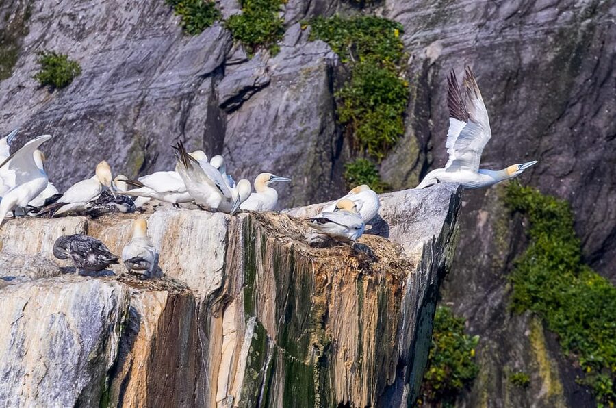 Skellig Michael: Skellig Sightseeing Cruise with AquaTerra - Who This Tour Fits Best (And Who Should Reconsider)