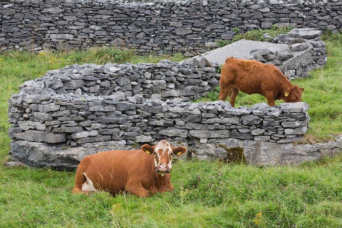 Small Group - Cliffs Cruise, Aran Islands AND Connemara in One Day from Galway - Inis Oirr (Inisheer): 2.5 hours to breathe like an islander