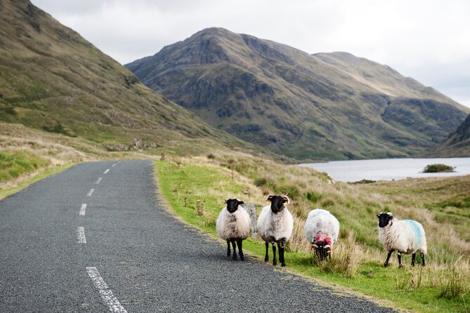 Small Group Kylemore Abbey, Sheepdog Demo & Connemara Tour - Joyce Country Sheepdogs, the hands-on working farm moment
